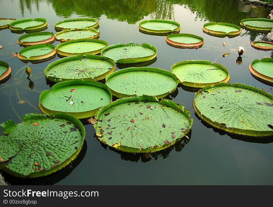 Special lotus leaf like round boat