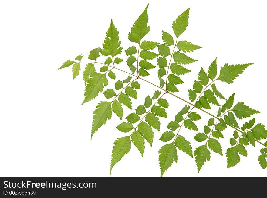 Green leaf isolated on white background