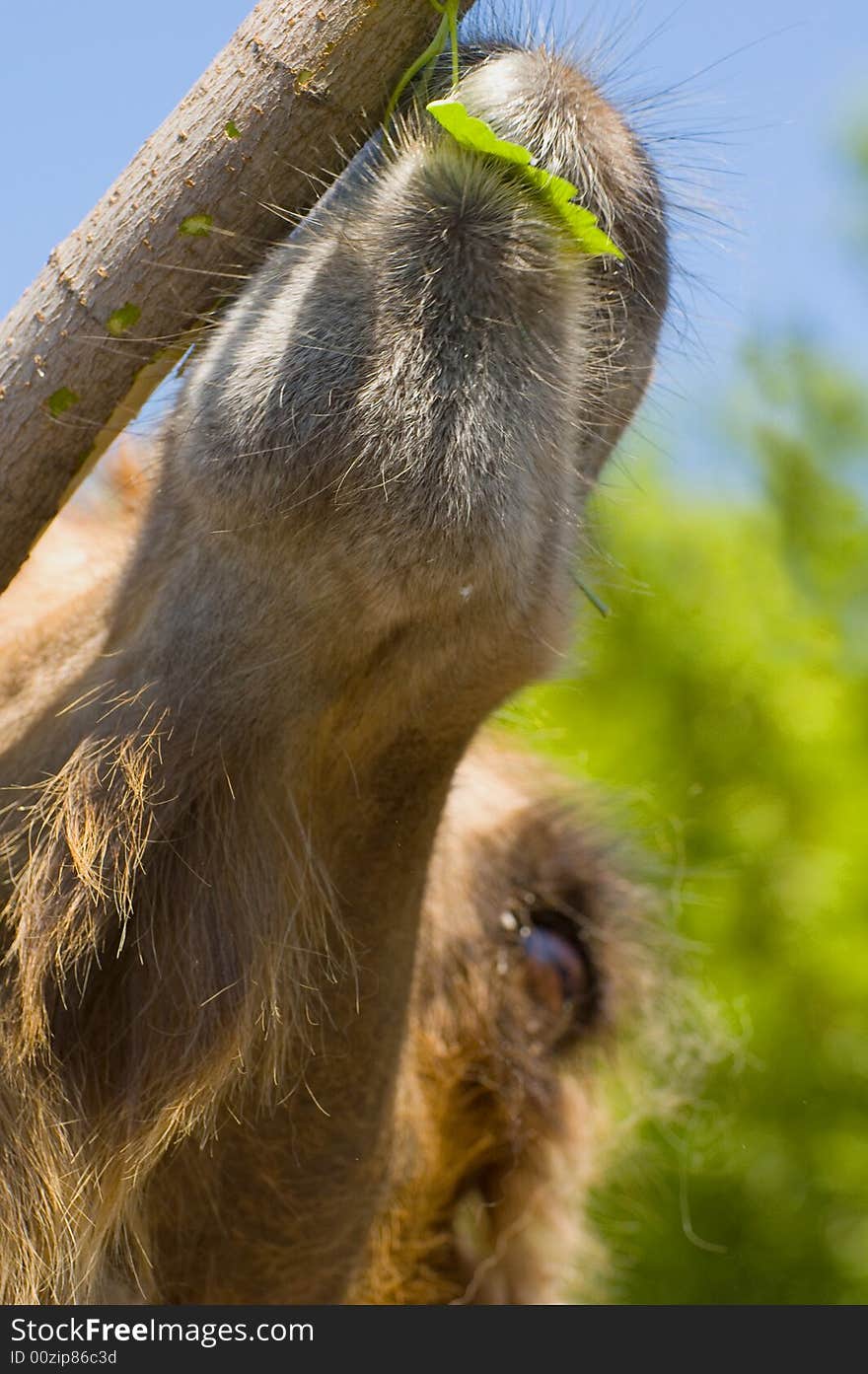 The hungry camel in the zoo