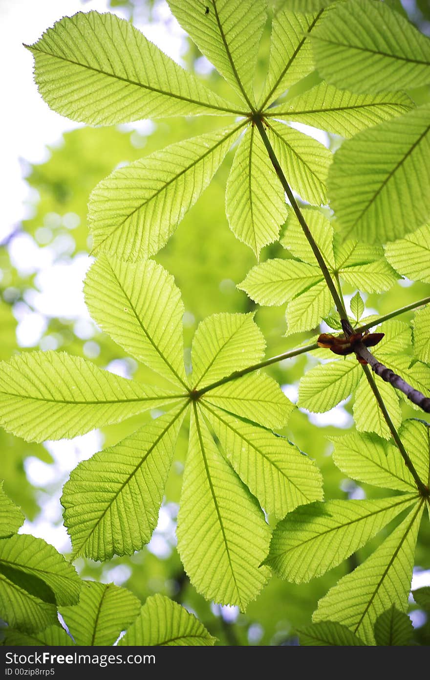 Some leaves with beautiful green in early spring. Some leaves with beautiful green in early spring.