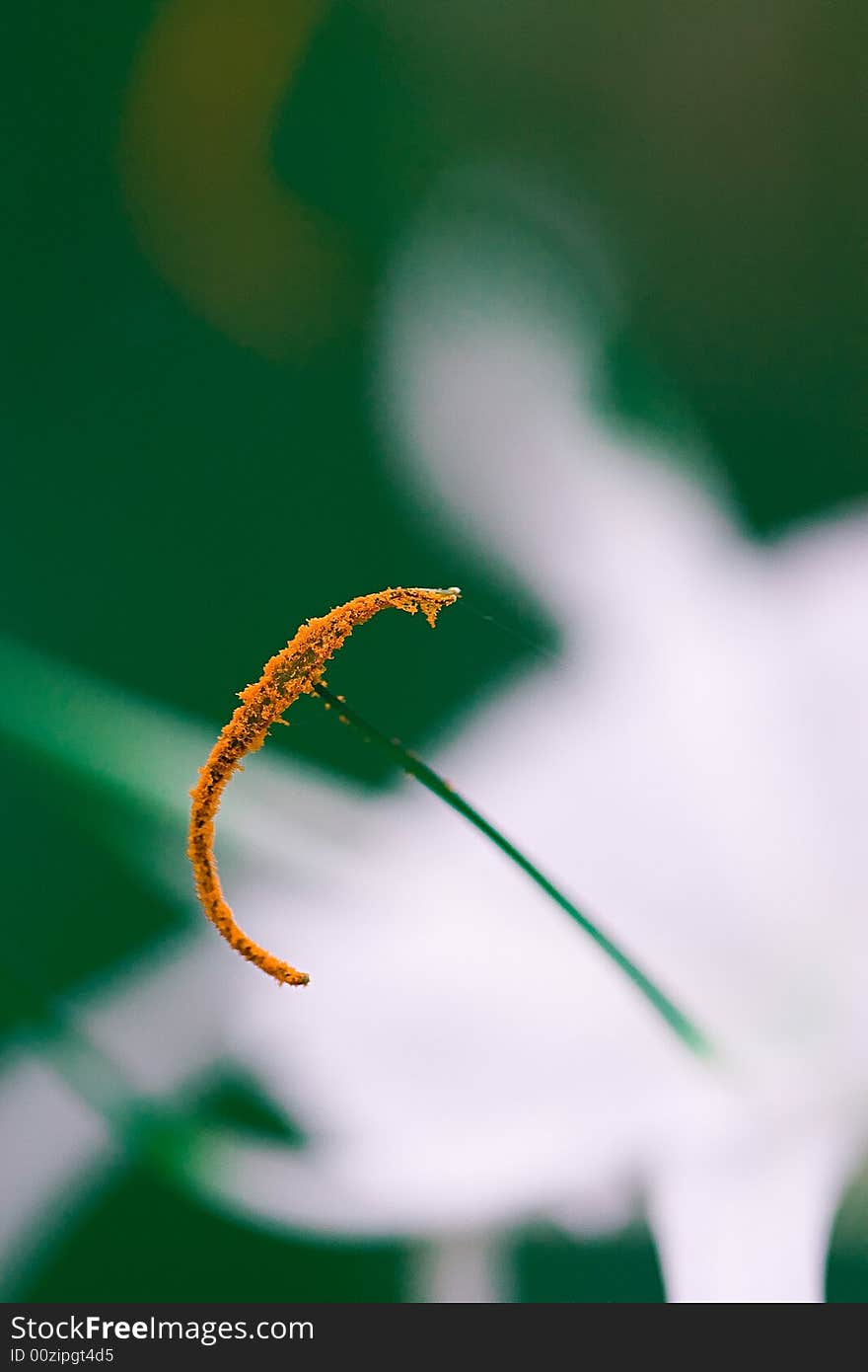 Heart of flower