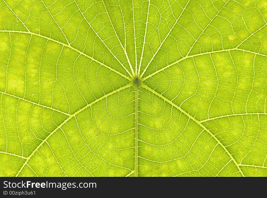 Green leaf isolated on white background