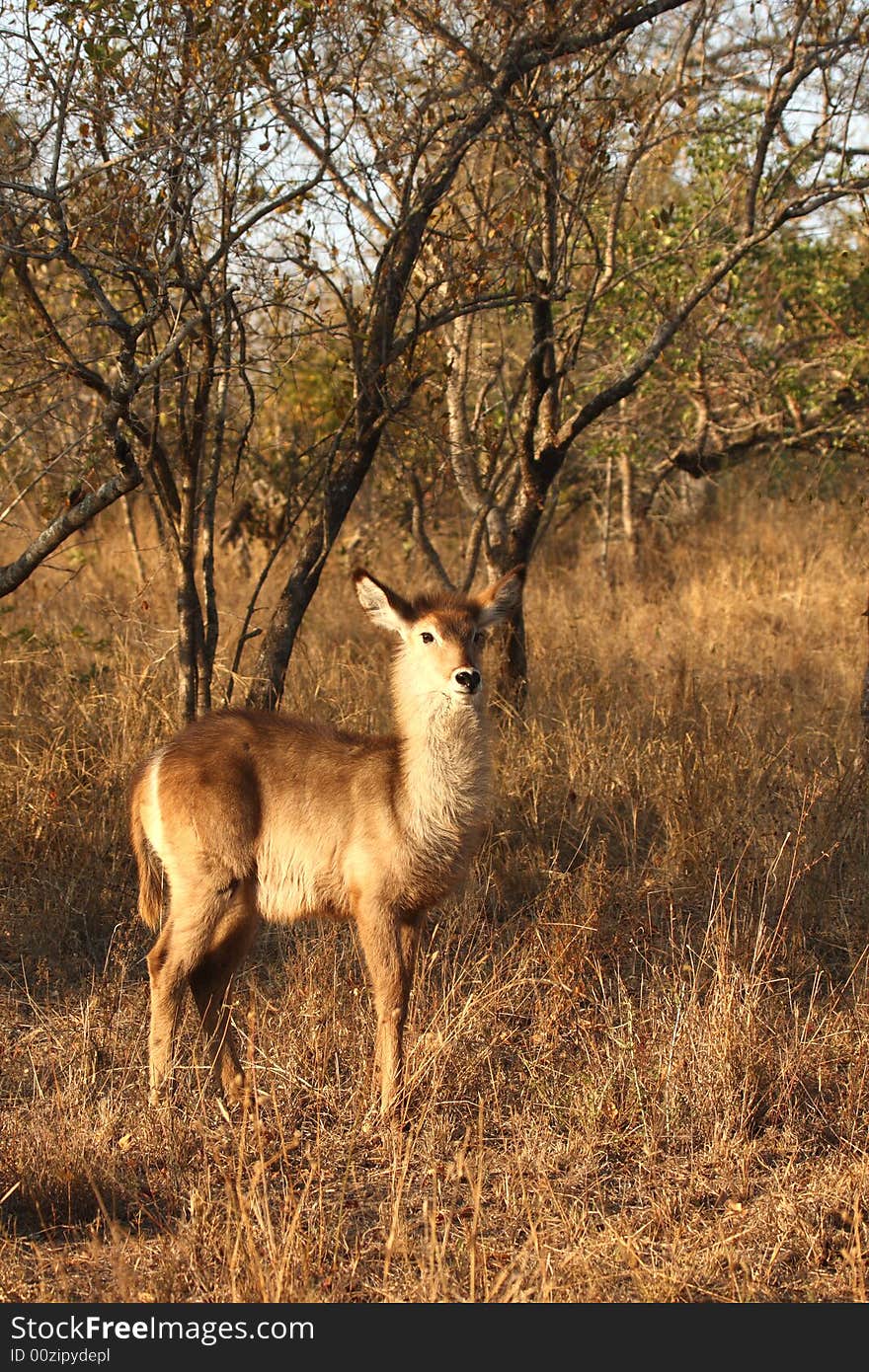 Female Waterbuck