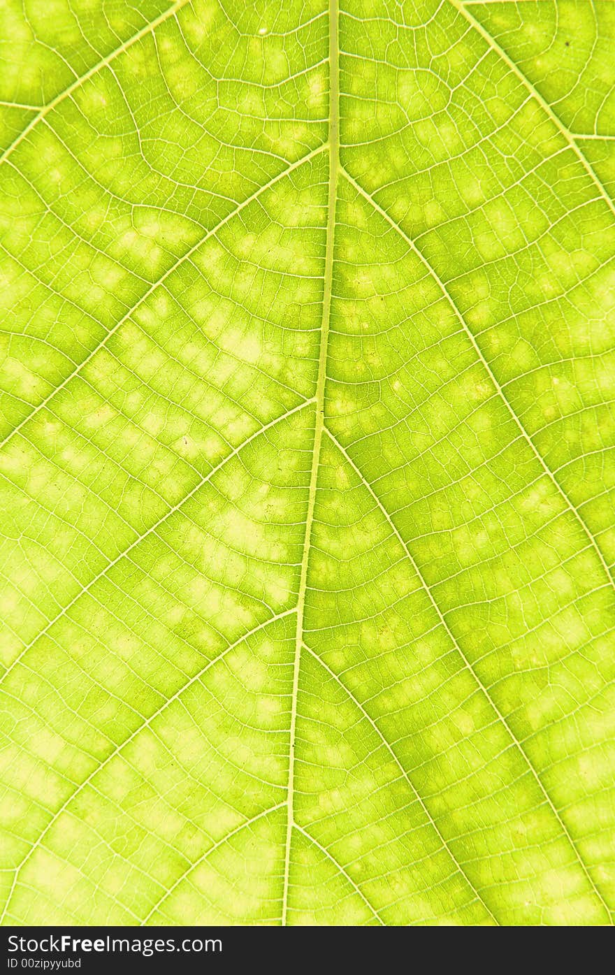 Green leaf isolated on white background