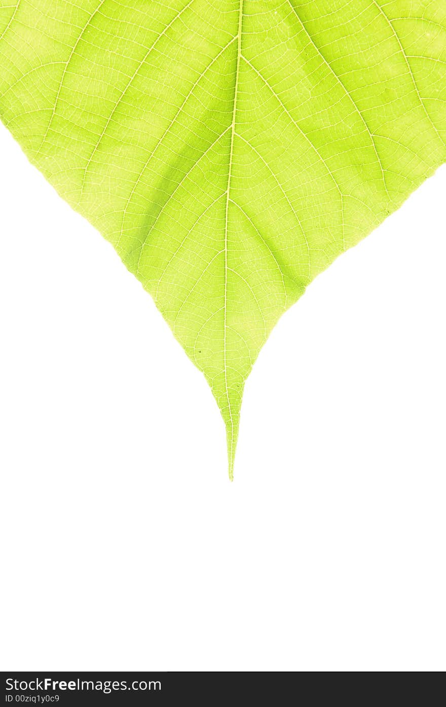 Green leaf isolated on white background