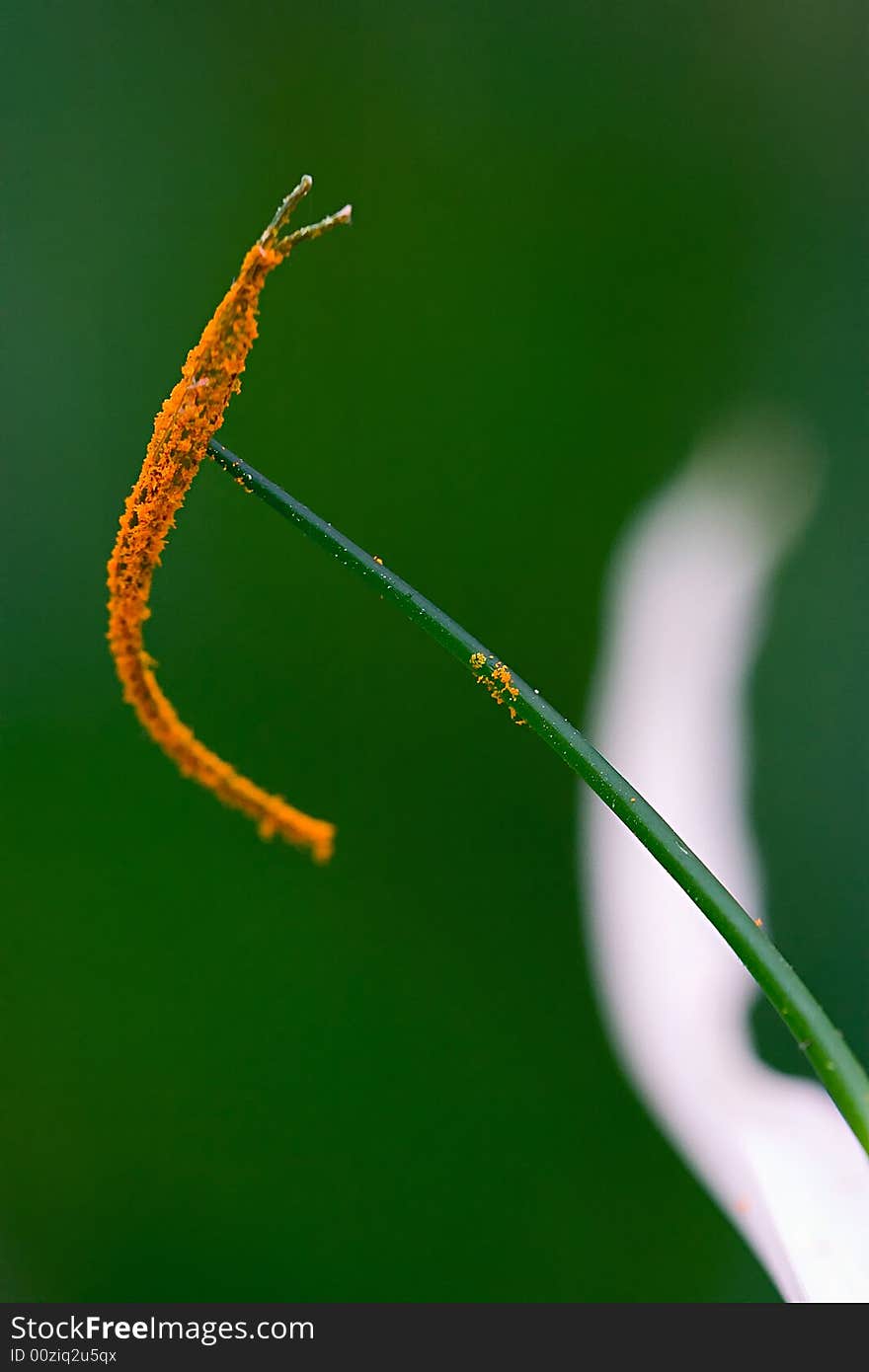 Actually it's not a heart, it's just pistil. This kind of flower is big, and it's pistil are dispersive, so I just can take one of the hole 5 pistils. Actually it's not a heart, it's just pistil. This kind of flower is big, and it's pistil are dispersive, so I just can take one of the hole 5 pistils.