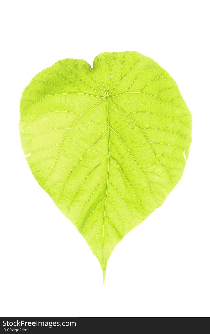 Green leaf isolated on white background