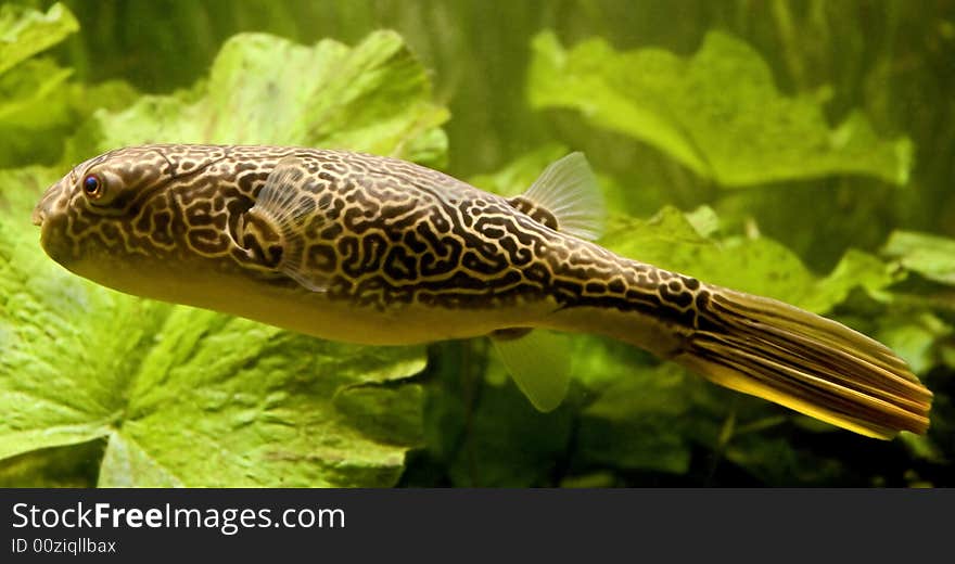 Portrait of freshwater puffer fish. Portrait of freshwater puffer fish