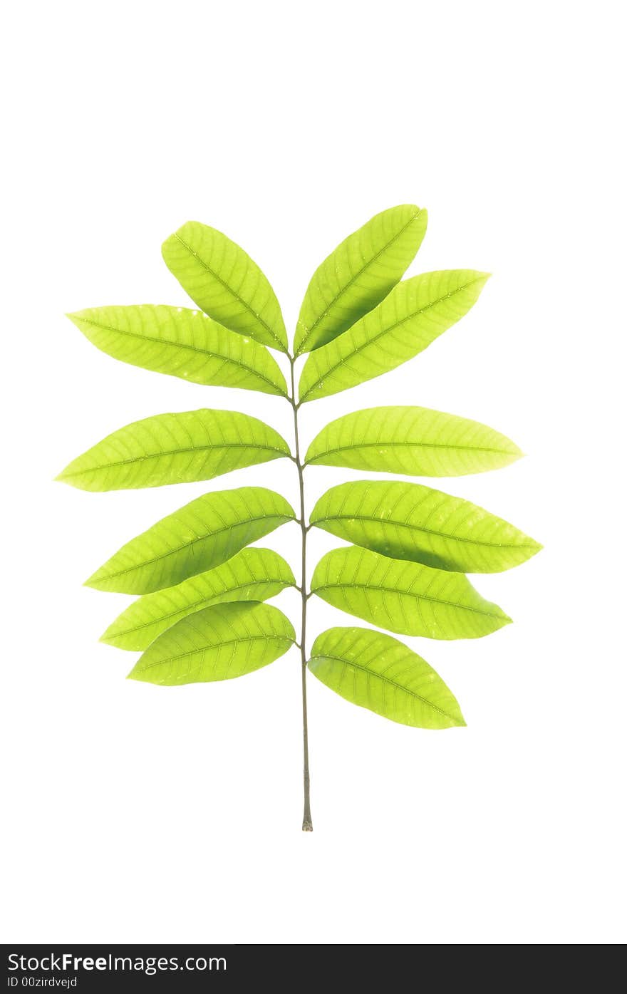 Green leaf isolated on white background