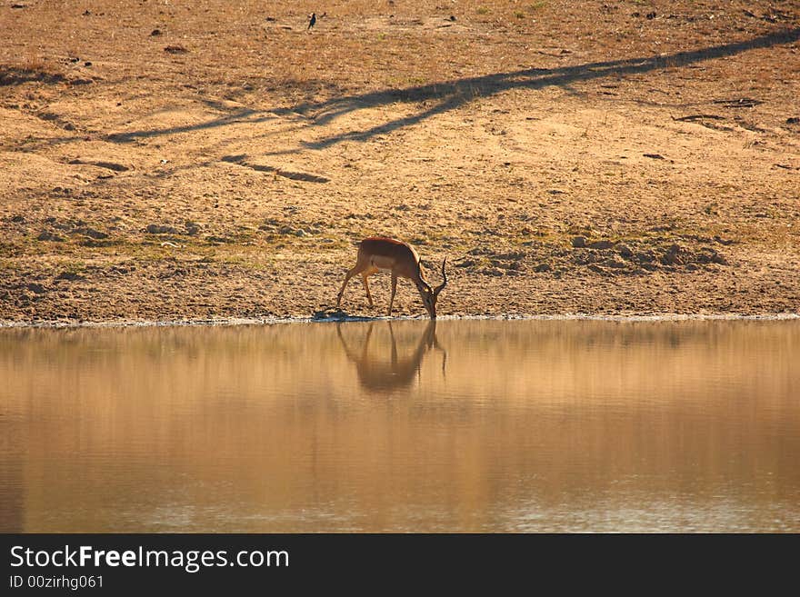 Photo of Drinking Impala taken in Sabi Sands Reserve in South Africa