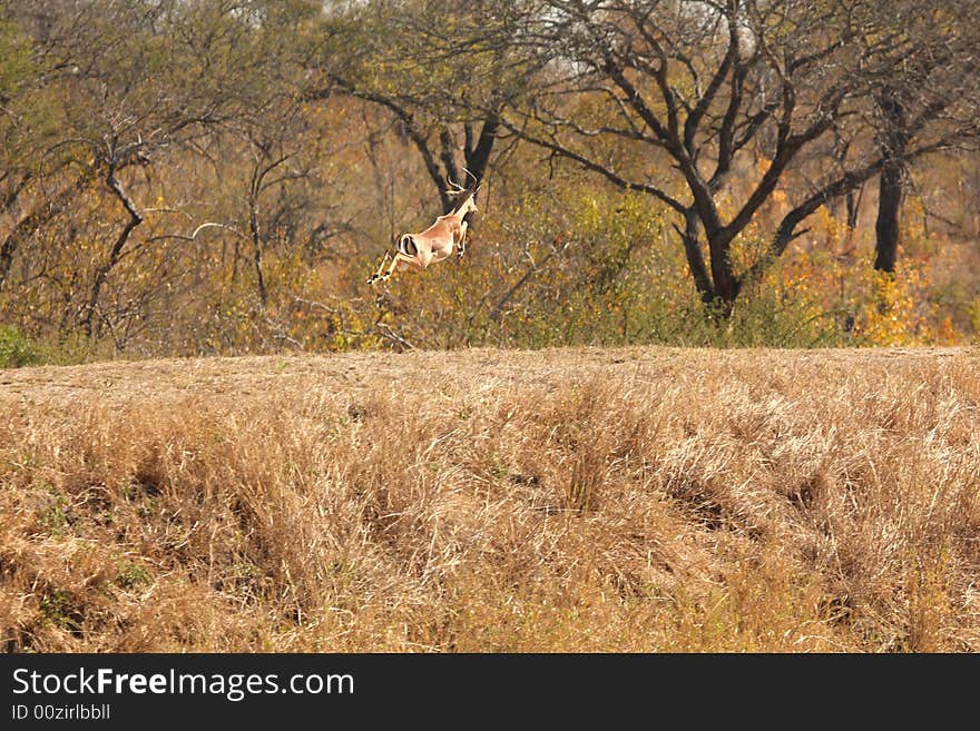 Springing Impala