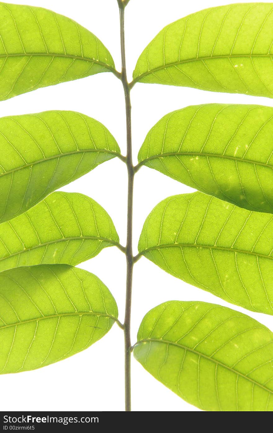 Green leaf isolated on white background