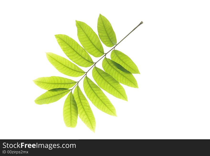 Green leaf isolated on white background