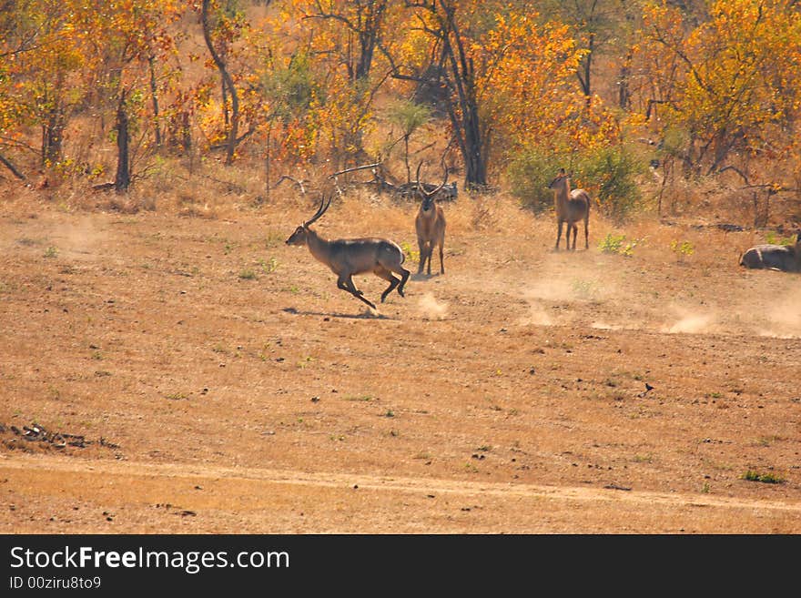 Male Waterbuck