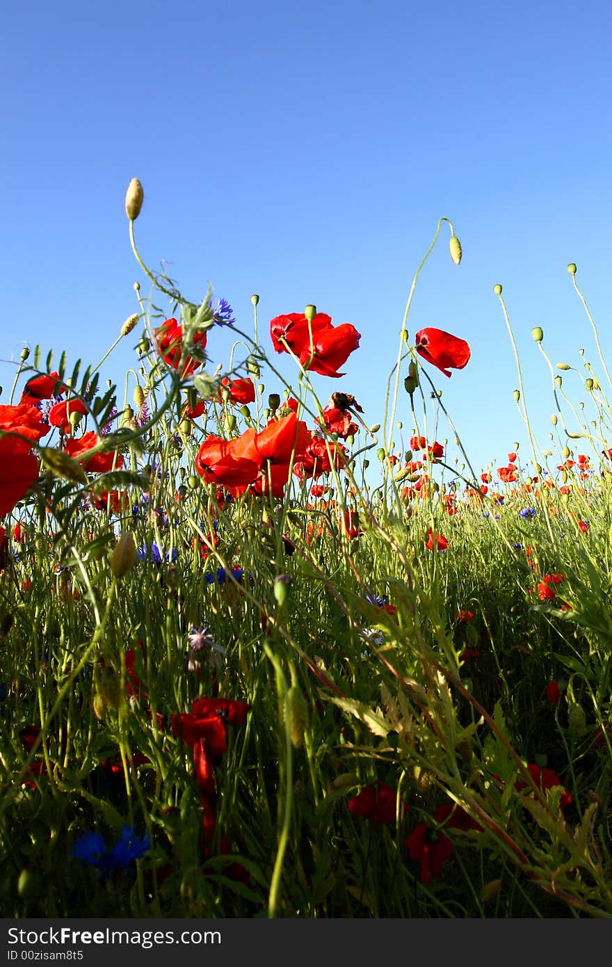 Spring landscape - red poppies