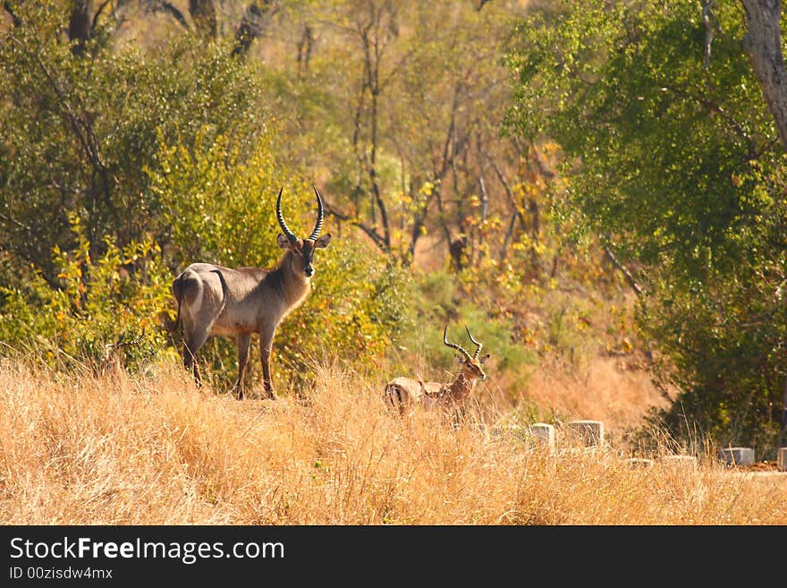 Male Waterbuck