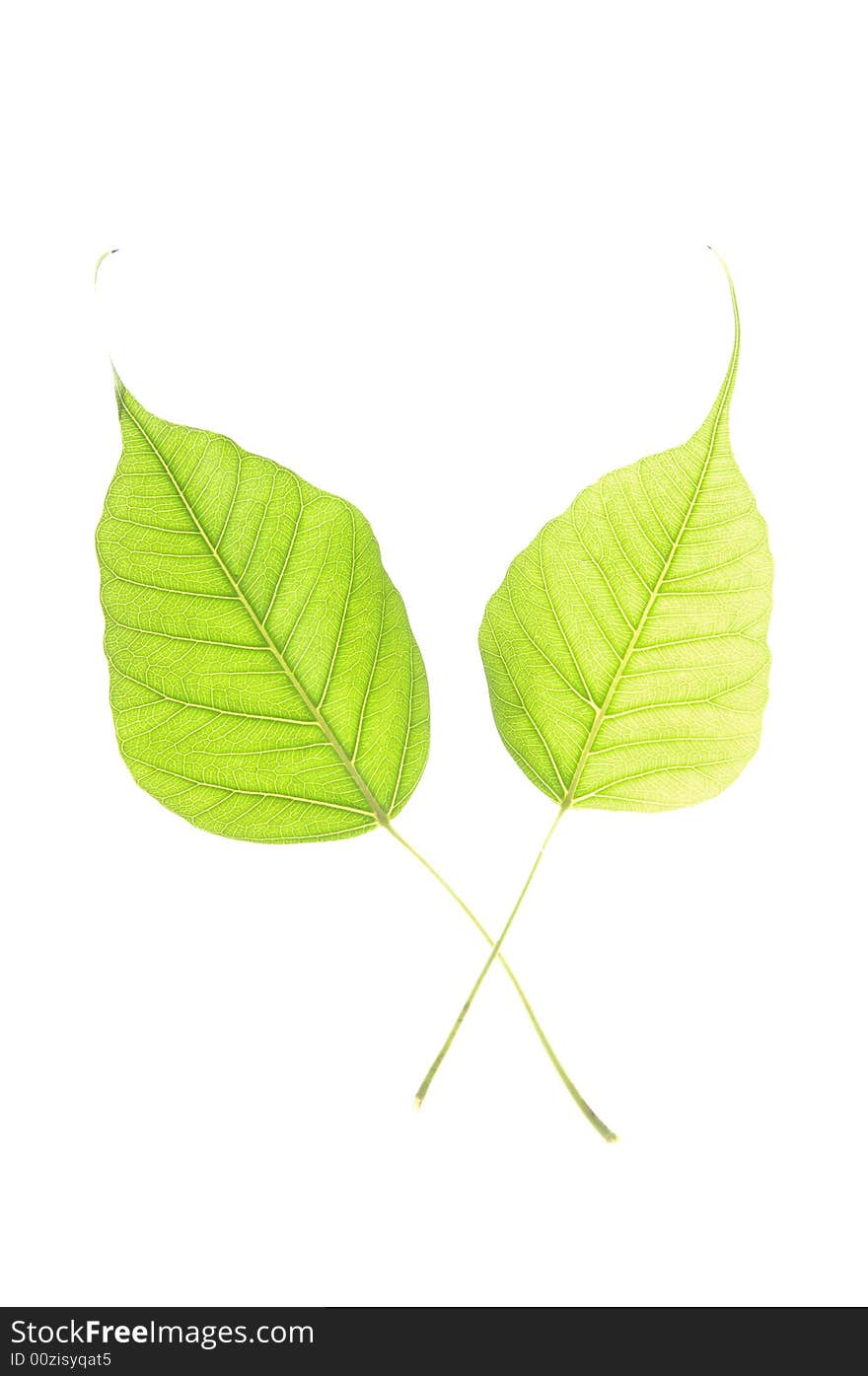 Green leaf isolated on white background