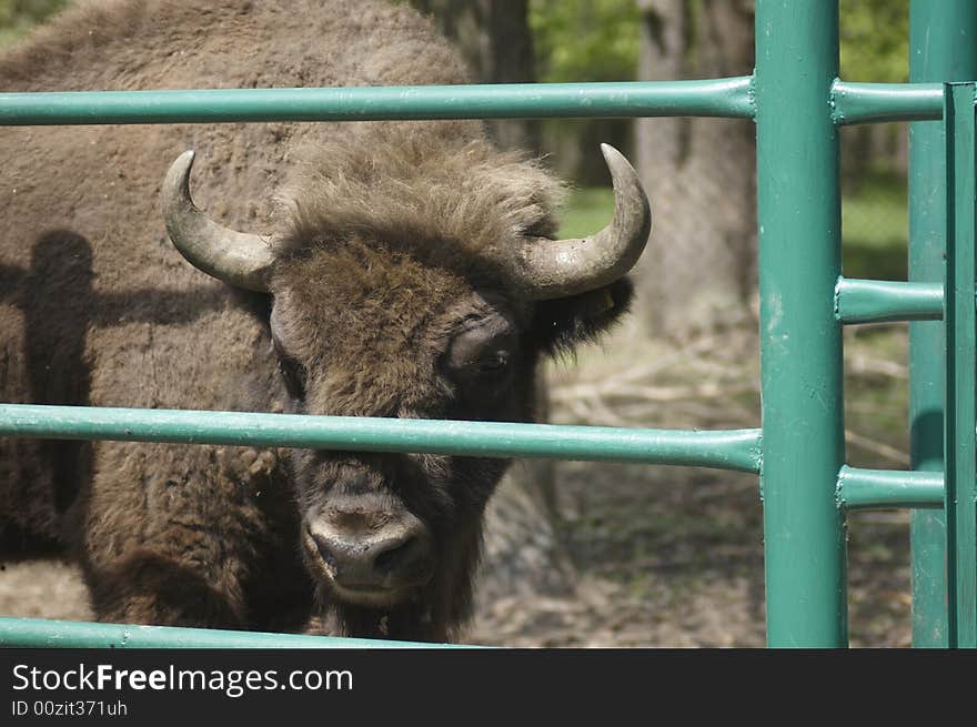 Zubr (Russian bizon) - in nature reservation near Moscow. Russia.