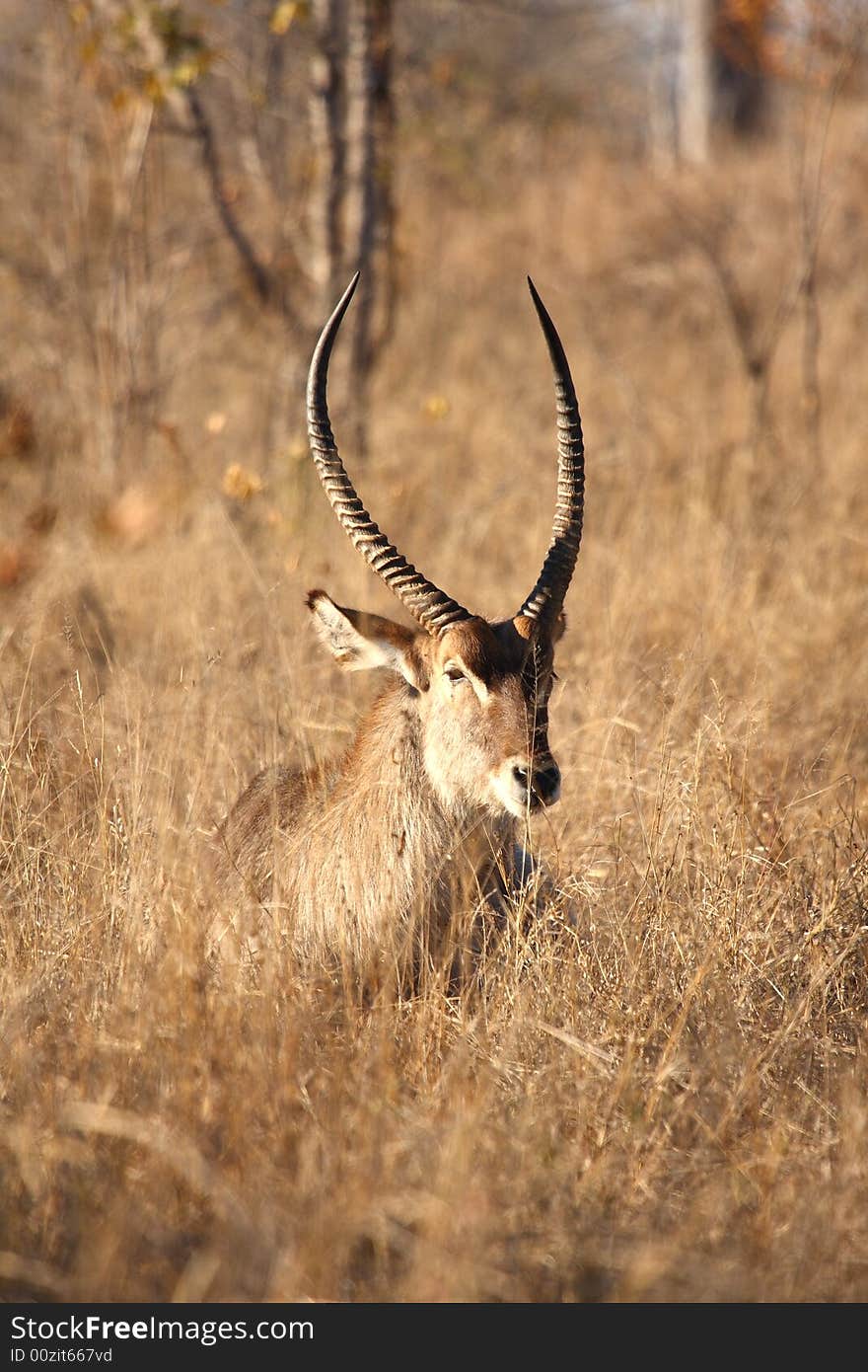 Photo of Male Waterbuck taken in Sabi Sands Reserve in South Africa