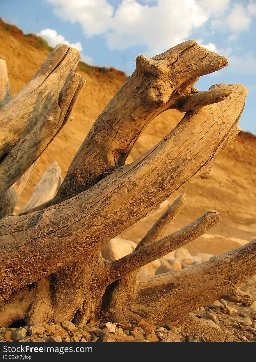 Close up of a dry tree trunk with scenery