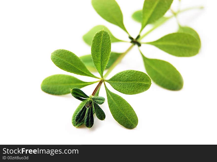 Green interesting shaped weed isolated on white