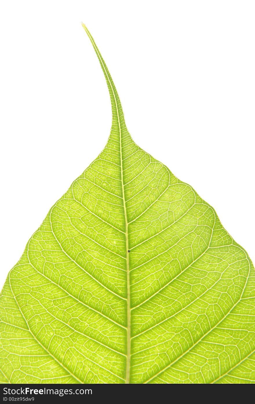 Green leaf