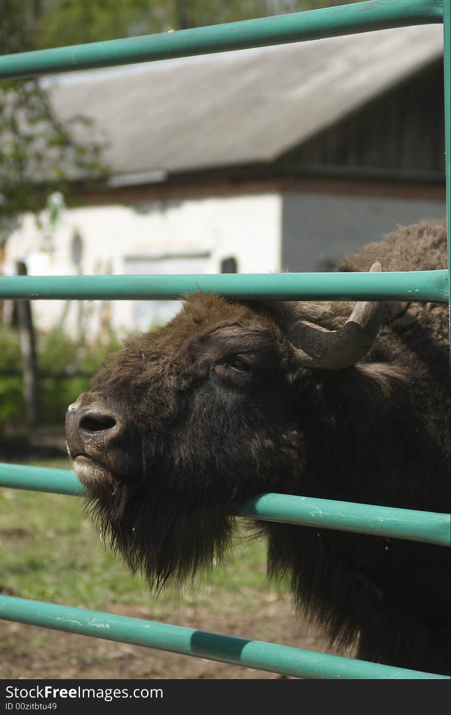 Zubr (Russian bizon) - in nature reservation near Moscow. Russia.