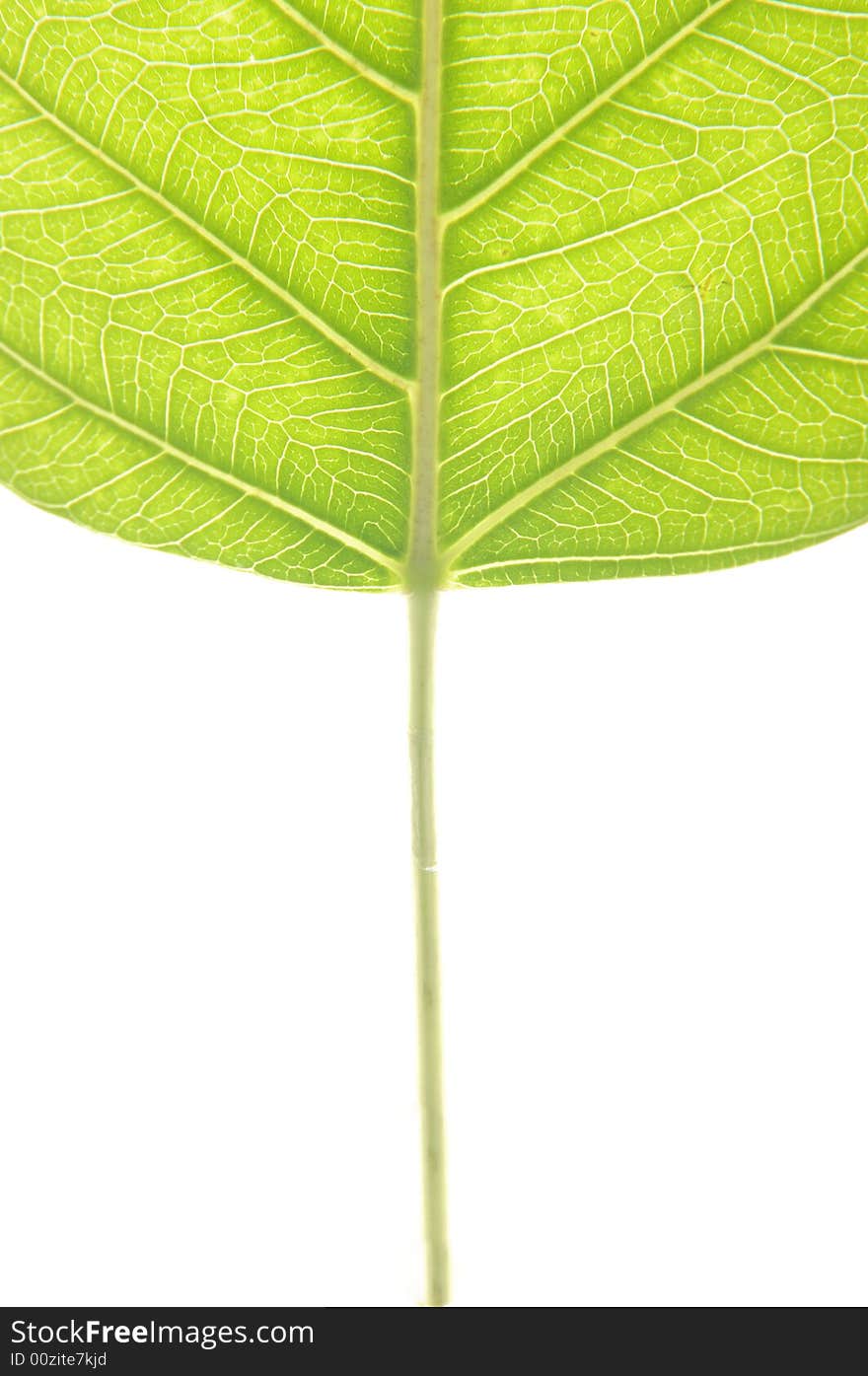 Green leaf isolated on white background