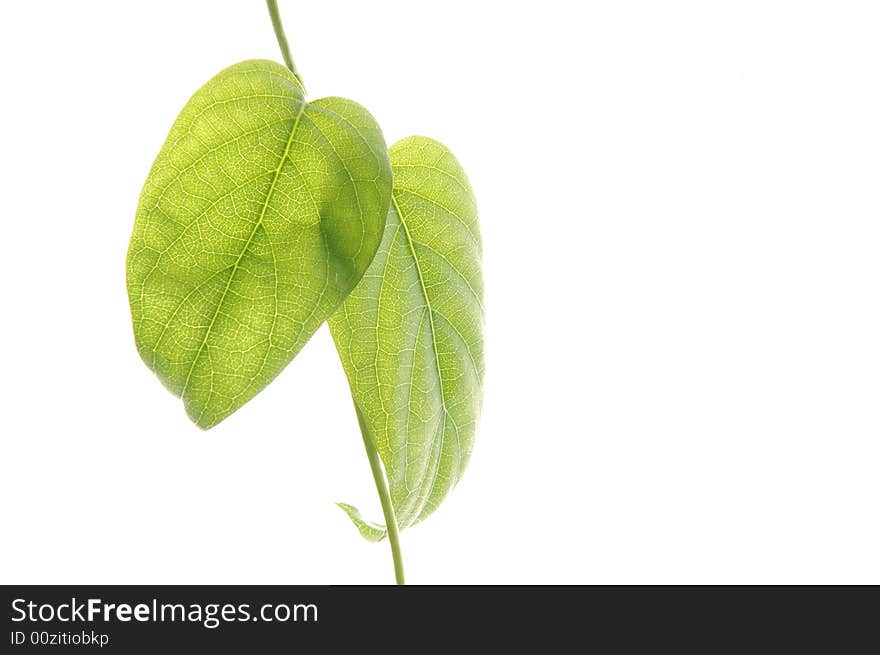 Green leaf isolated on white background