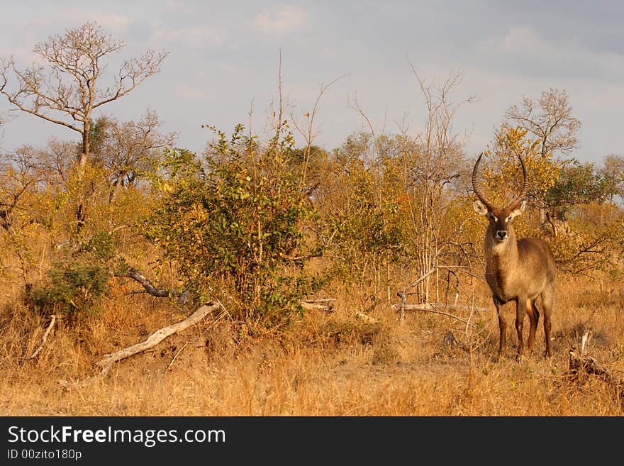 Photo of Male Waterbuck taken in Sabi Sands Reserve in South Africa