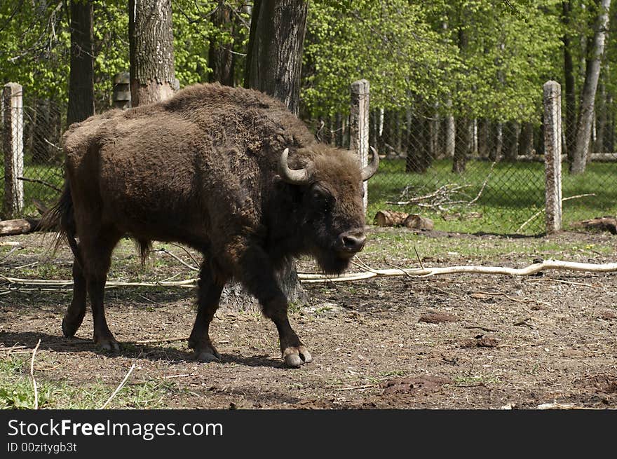 Zubr (Russian bizon) - in nature reservation near Moscow. Russia.