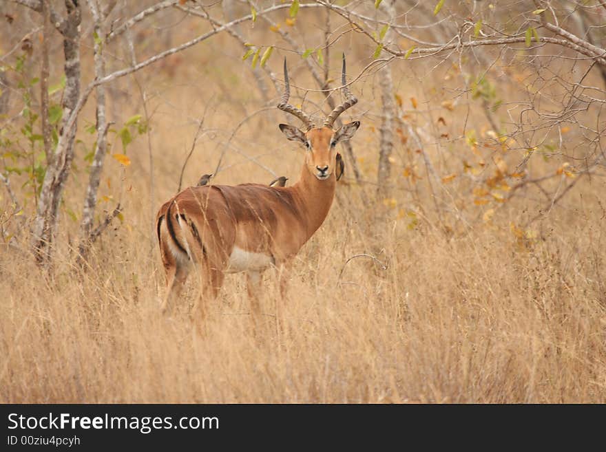 Male Impala