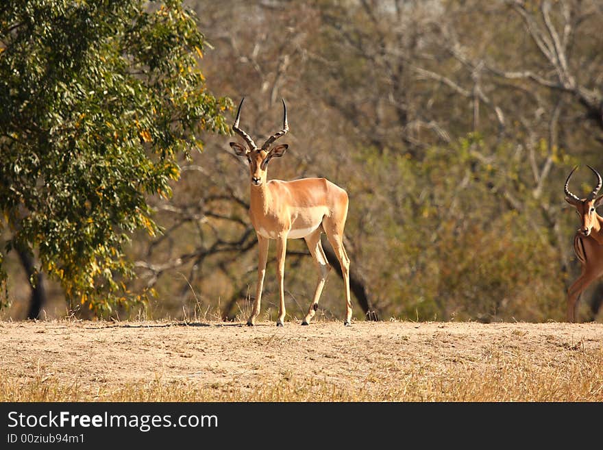 Male Impala