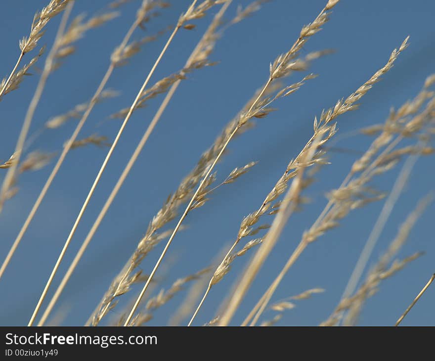 Dry grass on blue sky background