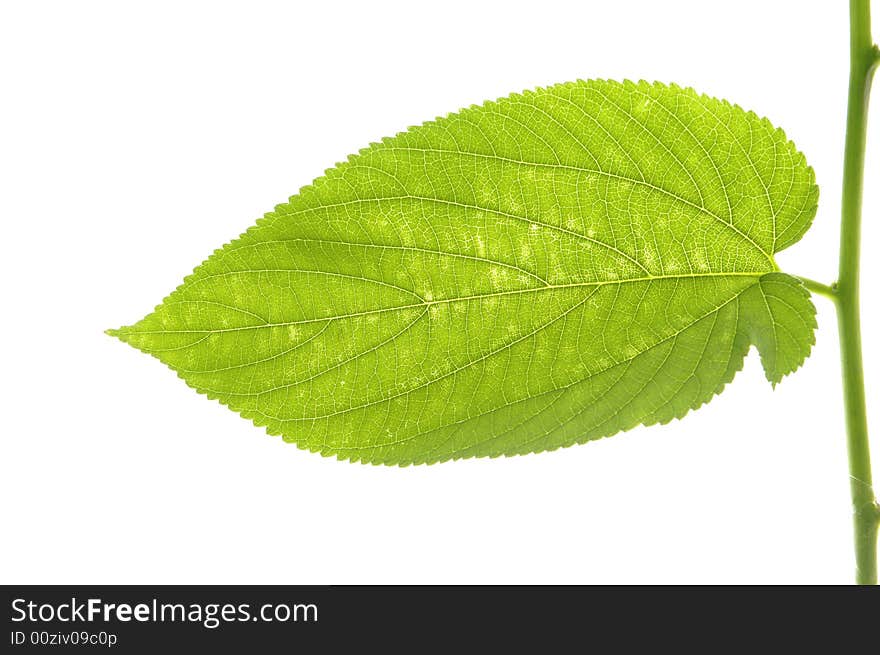 Green leaf isolated on white background