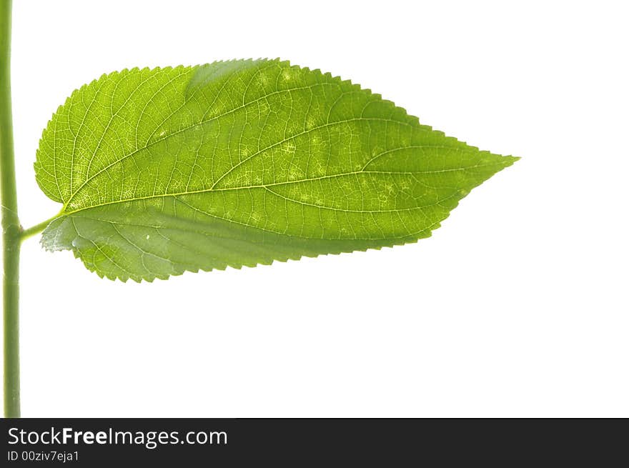 Green leaf isolated on white background