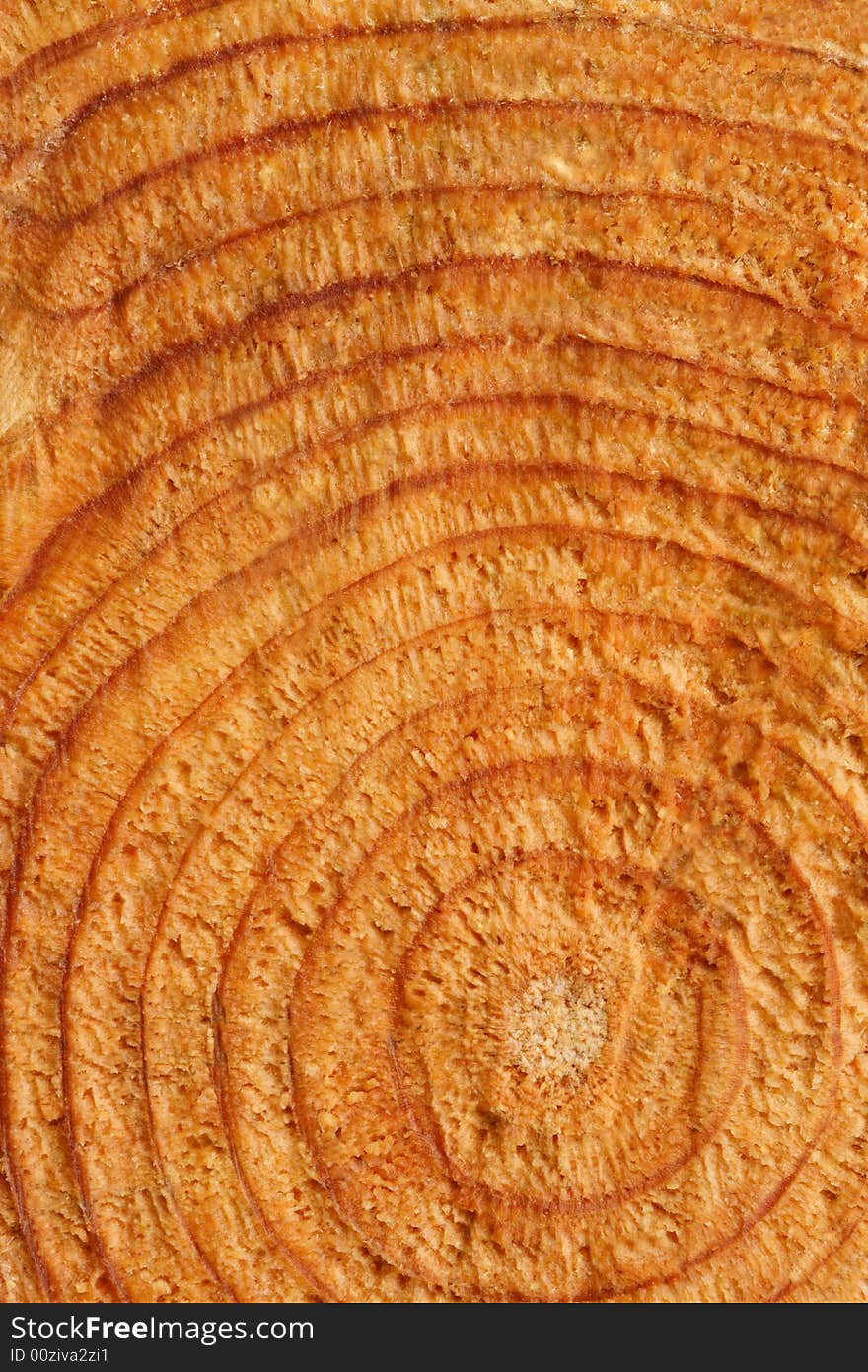 Natural background of pine tree cross section