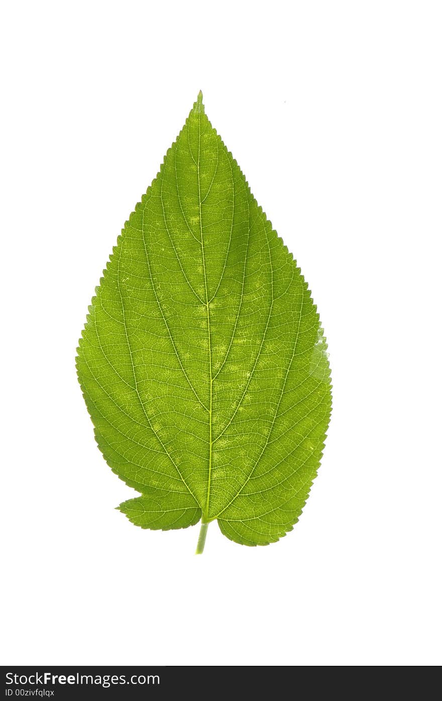 Green leaf isolated on white background