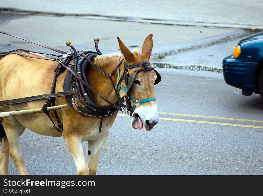 Donkey vs car