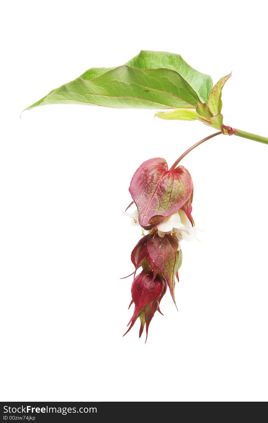 Abutilon flower and leaf against white