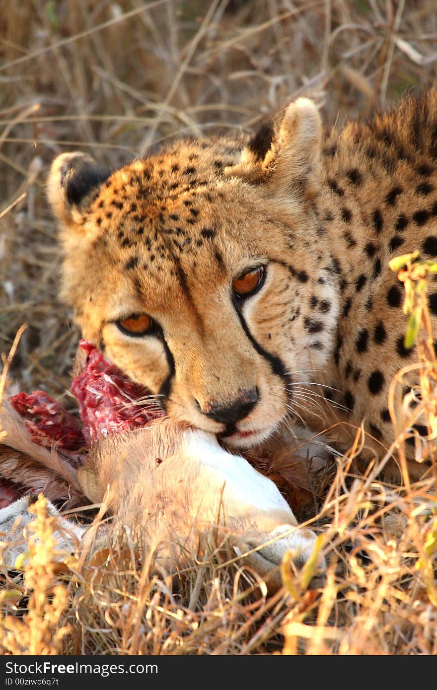 Photo of a Cheetah with a dead impala. Photo of a Cheetah with a dead impala