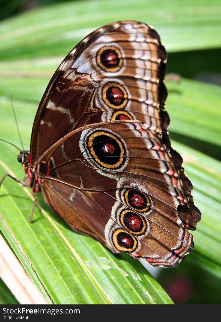 Underwings of blue morpho butterfly