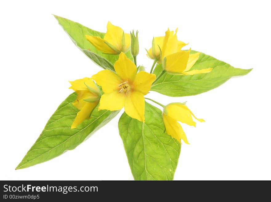 Yellow loose-strife flower and leaves. Yellow loose-strife flower and leaves