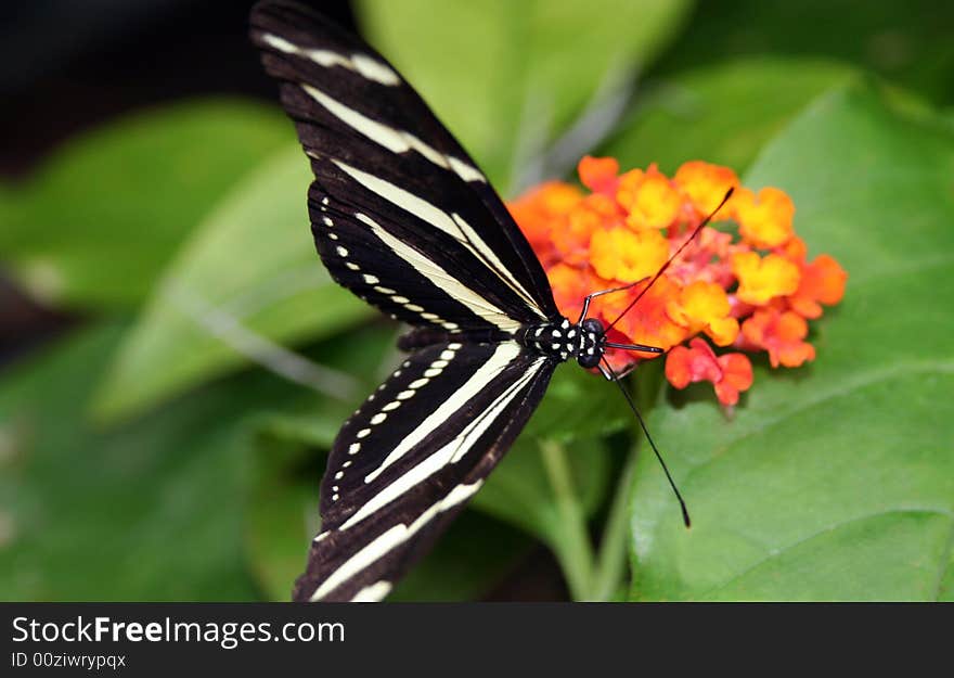 Zebra longwing butterfly on orange-yellow blossom. Zebra longwing butterfly on orange-yellow blossom