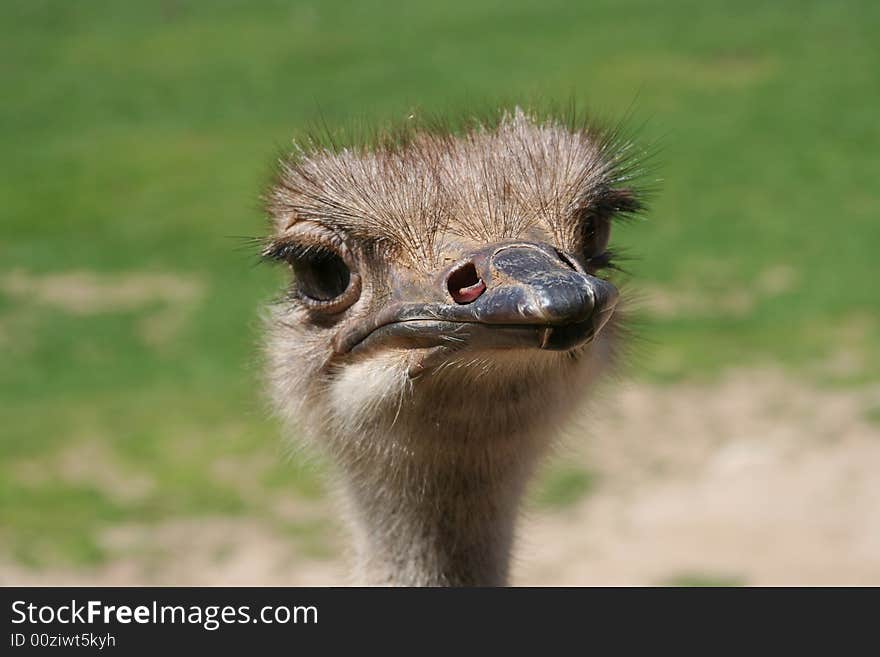 Head shot of an ostrich