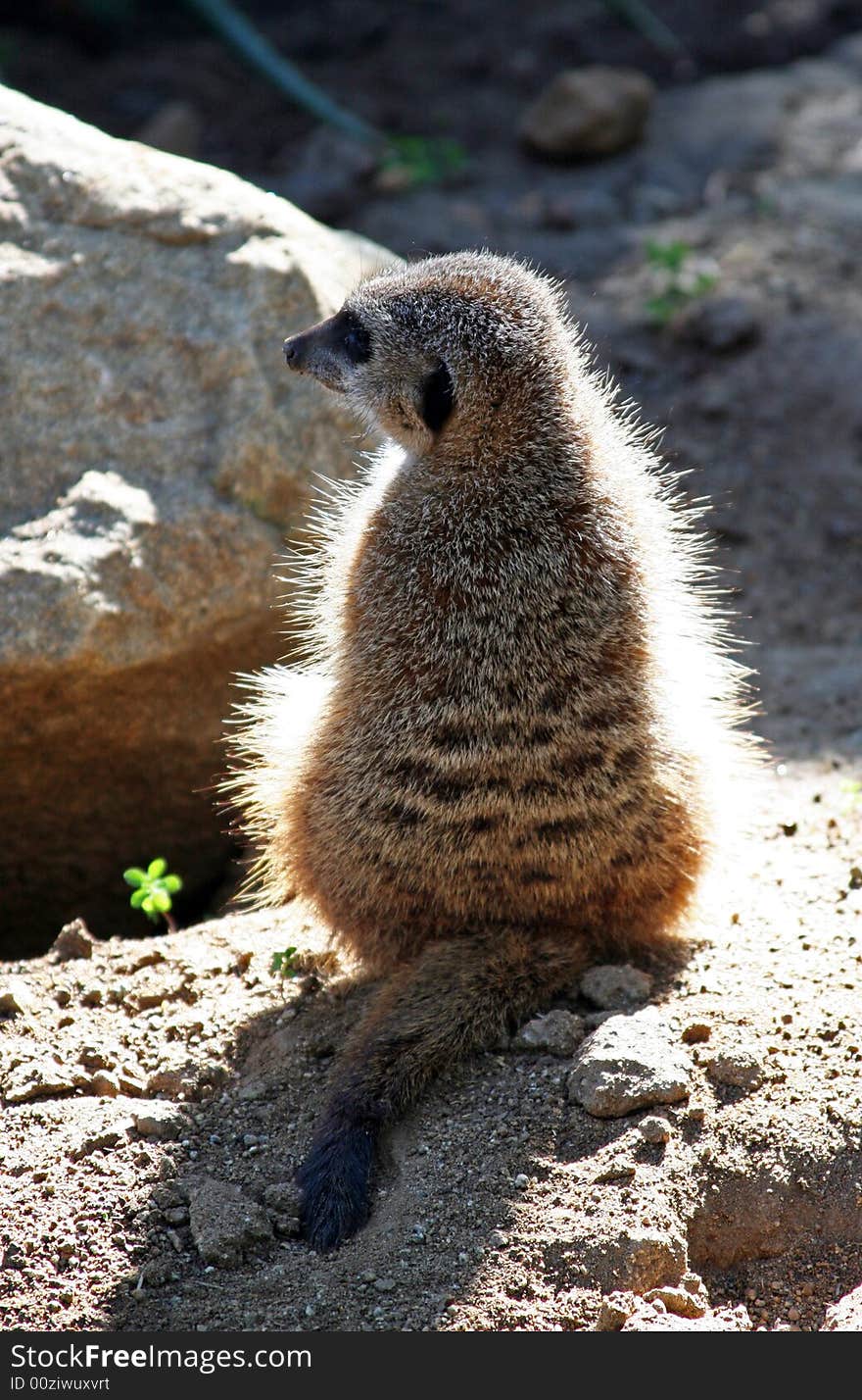 Shot of a meerkat sunning himself