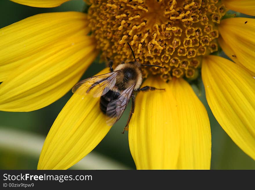 Bee on Yellow Flower