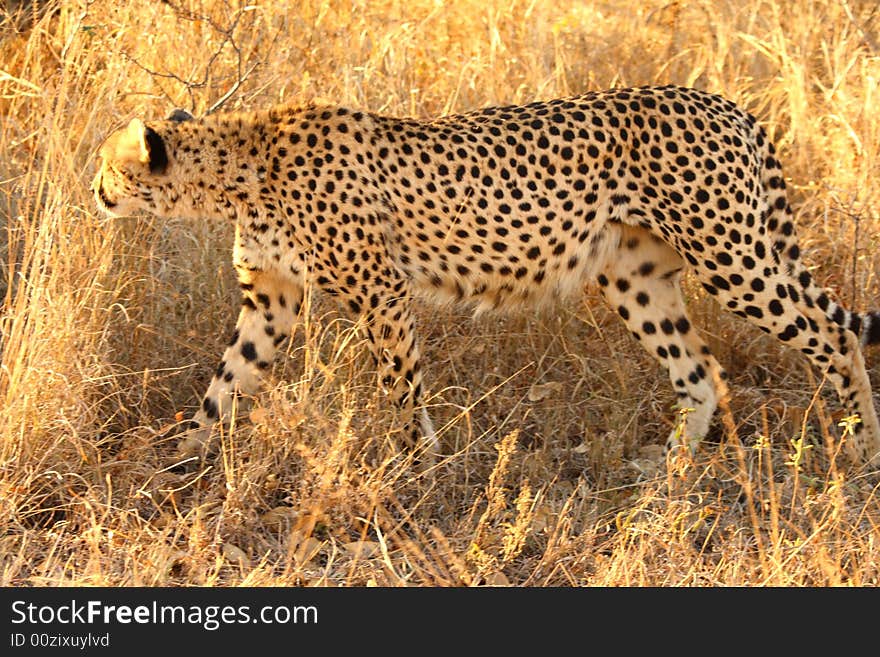 Photo of a Cheetah with a dead impala