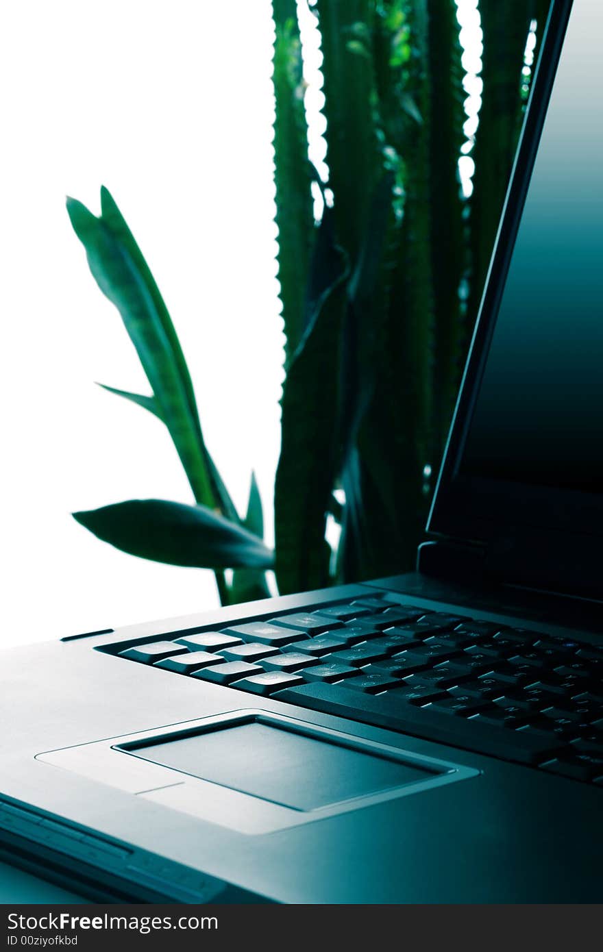 Laptop and plant