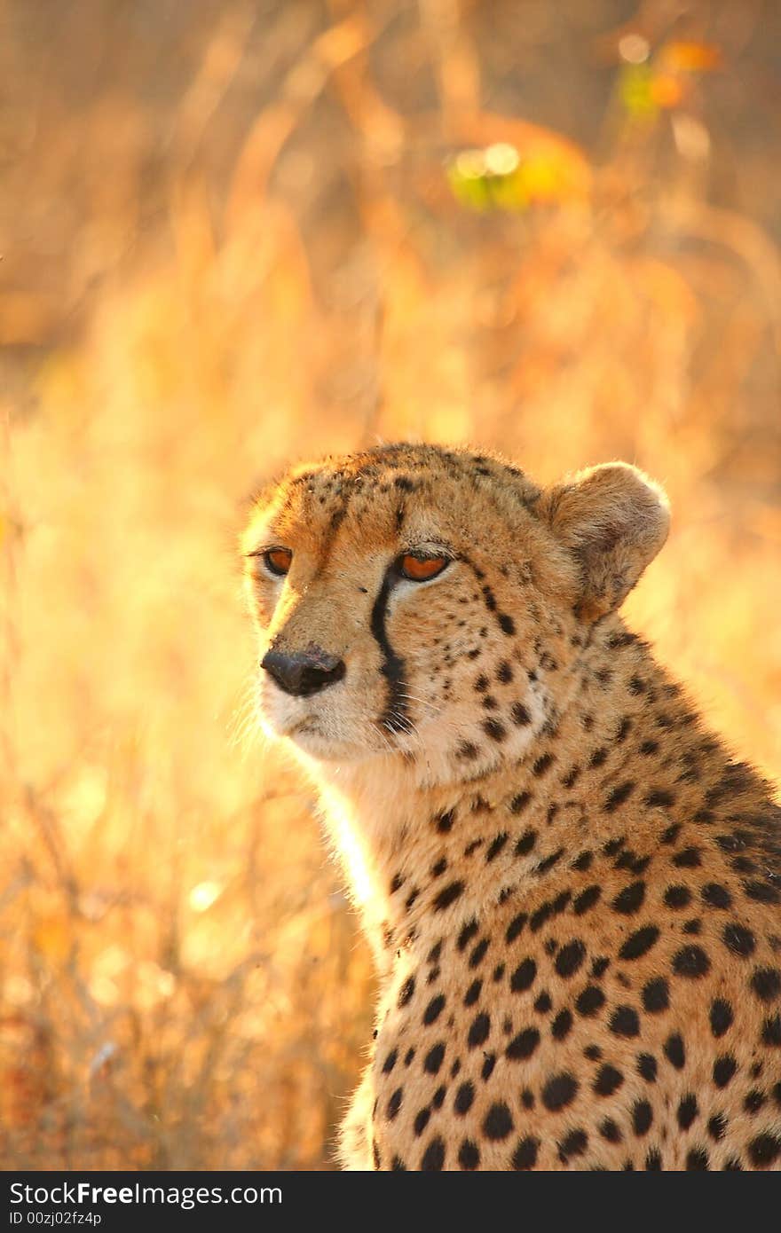 Cheetah